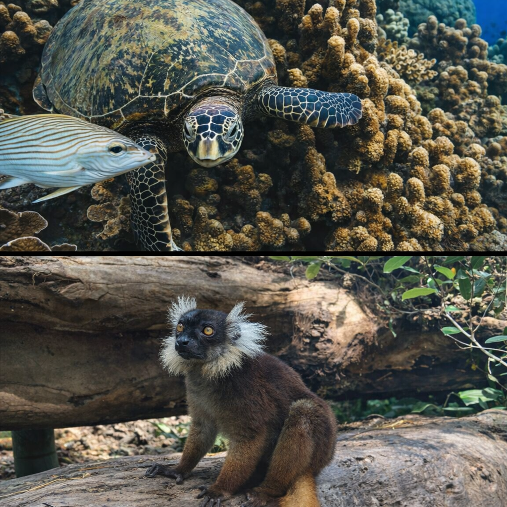 kombtan
